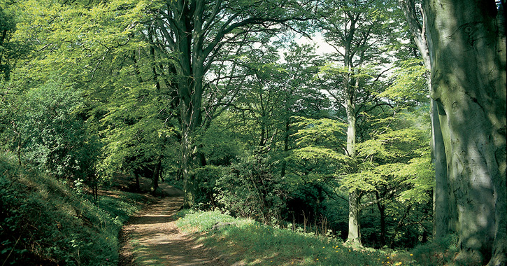 footpath leading through Castle Eden Dene Nature Reserve